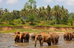 Pinnawala Elephant Orphanage